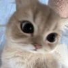 😺 Gatitos 😺 5