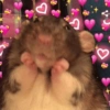 Rato Feliz com Corações