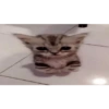 Gatitos Pa' ti & Pa' mi 🥰2 8