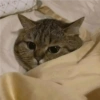 Angry cat 5