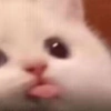 😎 Gatitos pa chatear 😎 7