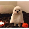 Animales Pa' ti  15