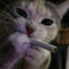 GATINHOS  6