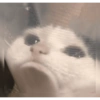 Грустный Кот