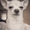 ANIMAIS BOBINHOS 🤪 7