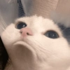 Надеющийся и грустный котенок