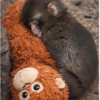Monito Punch y su peluche🐵🧸✨ 7