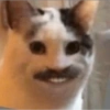 Hamster 29