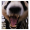 Panda Surpreso