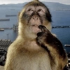 Macacos 2🙉 8