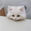 Gatitos para Mandar! 🐈‍⬛ 7