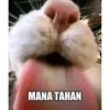 Meow 9