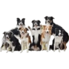 Perritos dogs pa' reaccion 🫣💘 19