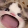 Meme ngakak(edisi kucing) 11