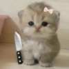🐈‍⬛🐱🧶 GATOS | CATS 5 🧶🐱🐈‍⬛ 14