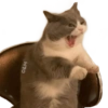 🐱 Gatitos En Secuencia🧩 5