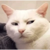 Meow 28