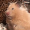 MISTERHAMSTER