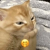 😼🫐 TikTok Cats 🫐😼 6