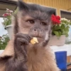 🐒🌴🐵 बंदर 🐵🌴🐒 23