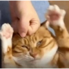 Kucing anjing lucu 18