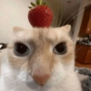 😼🫐 TikTok Cats 🫐😼 10