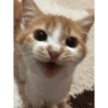 Cats 9