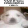 PUBLICA ESTE PERRO CUANDO MENOS LO ESPEREN