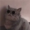 Gatitos para Mandar! 🐈‍⬛ 9