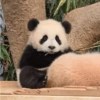 Panda Relaxado