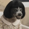 Perro con Peluca
