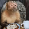🐒🌴🐵 बंदर 🐵🌴🐒 6
