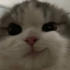 😎 Gatitos pa chatear 😎 8