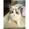 Cute cat / kucing lucu 12