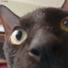 Gatitos Pa' ti & Pa' mi 🥰2 5