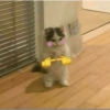 Gato apaixonado 7