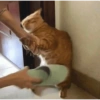 Meow 8
