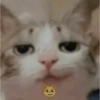 Cat Reaction 7