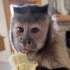 🐒🌴🐵 बंदर 🐵🌴🐒 7
