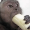 🍌🐒 MONOS 🐒🍌 5