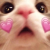 Gatos Amor💖💙💛 21