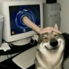 Perro Matrix