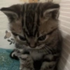🐈‍⬛🐱🧶 GATOS | CATS 5 🧶🐱🐈‍⬛ 29