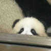Panda Espiando