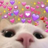 GATINHOS FOFOS 🐈 10