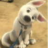 Animais fofinhos  6