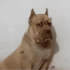 ANIMAIS BOBINHOS 🤪 9
