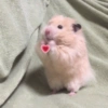 🐹•💕Hámster Moods💕•🐹 12