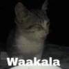 Memes con texto 2 🏝️👀 8