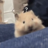 🐹Ratitas cutes🐹 13